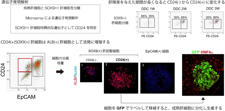 図2．CD24(+)SOX9(+)肝前駆細胞の同定と分化能の検討