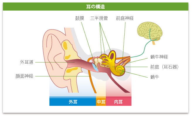 耳の構造 - 日本耳鼻咽喉科学会サイトより