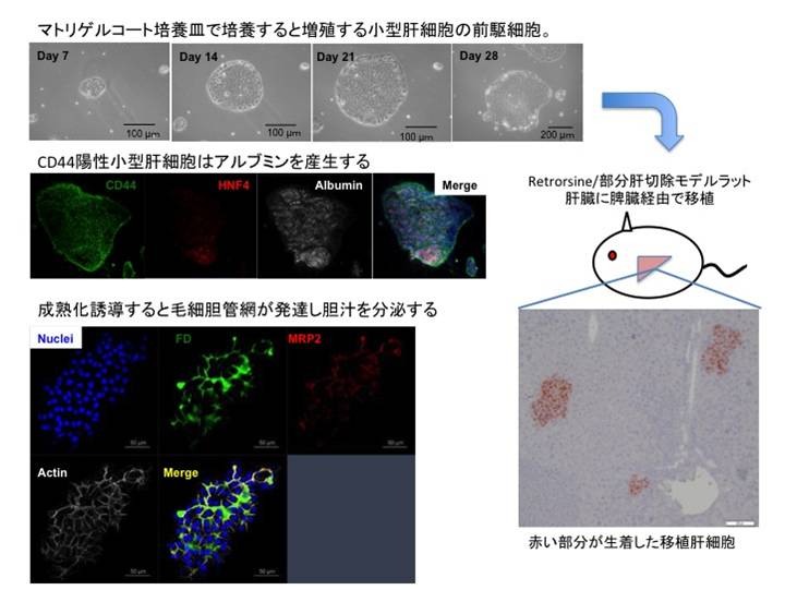 図　ラット肝臓の小型肝細胞の継代培養と移植モデルラット肝臓への細胞移植
