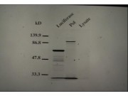 slide31@.jpeg
