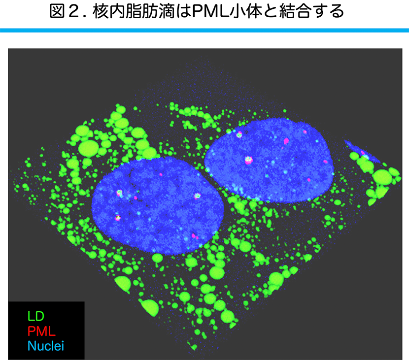 図2. 肝癌由来細胞の核内脂肪滴 緑:脂肪滴、赤:PML、青:核