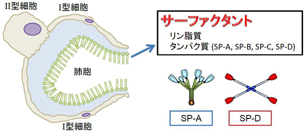 肺サーファクタントタンパク質SP-AおよびSP-Dの構造