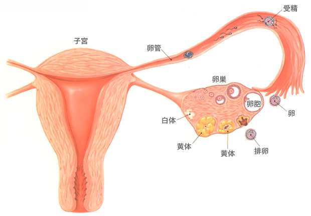 非妊娠時