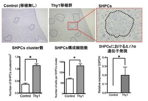 図1　Thy1陽性細胞を移植すると、レシピエント由来肝前駆細胞(SHPCs)の数と大きさが増大する。
