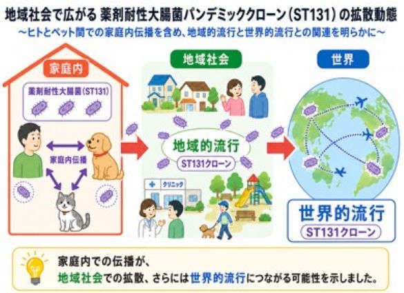 地域社会で広がる薬剤耐性大腸菌パンデミッククローン(ST131)の拡散動態