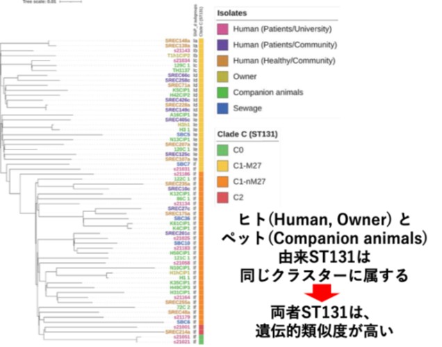 図1. フルオロキノロン耐性大腸菌ST131のコアゲノムSNP解析の結果