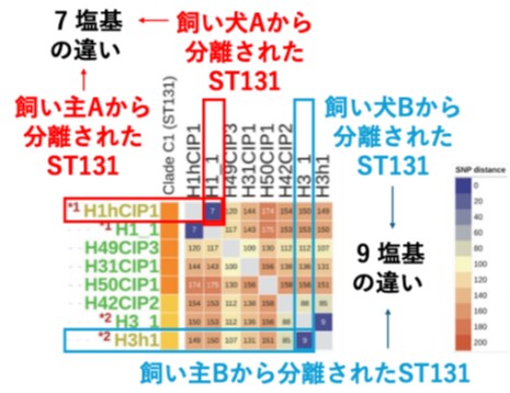図2. 動物病院レベルでのST131株のコアゲノムSNP解析