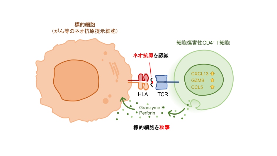 （図1）がんに浸潤する細胞傷害性CD4+T細胞はネオ抗原を認識し攻撃する