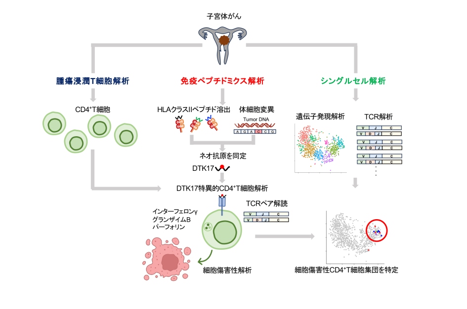 （図2）　腫瘍浸潤T細胞解析・免疫ペプチドミクス解析・シングルセル解析による新しいCD4+T細胞サブセットの発見