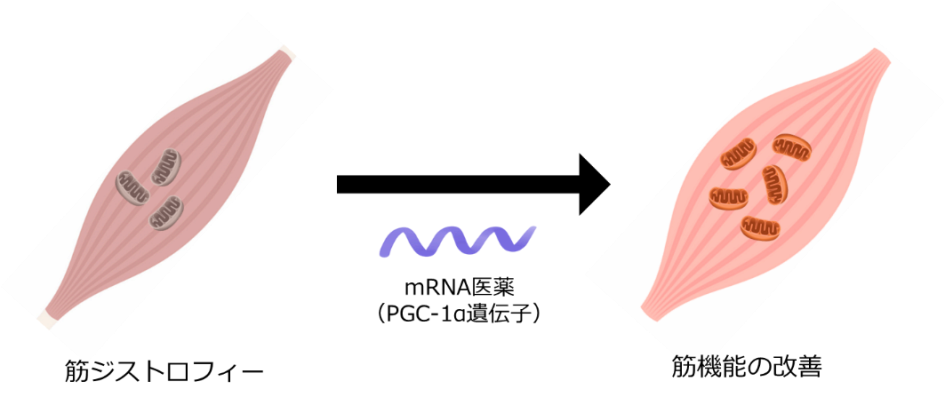 図1 mRNA投与を用いた筋ジストロフィー治療