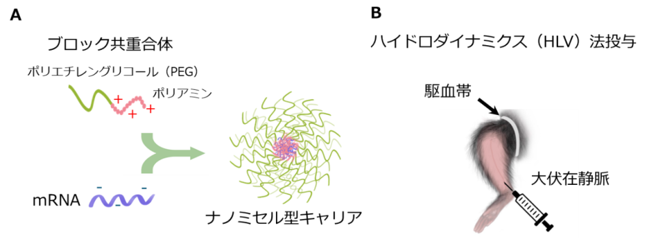 図2　mRNA内包ナノミセル型キャリアのハイドロダイナミクス法投与