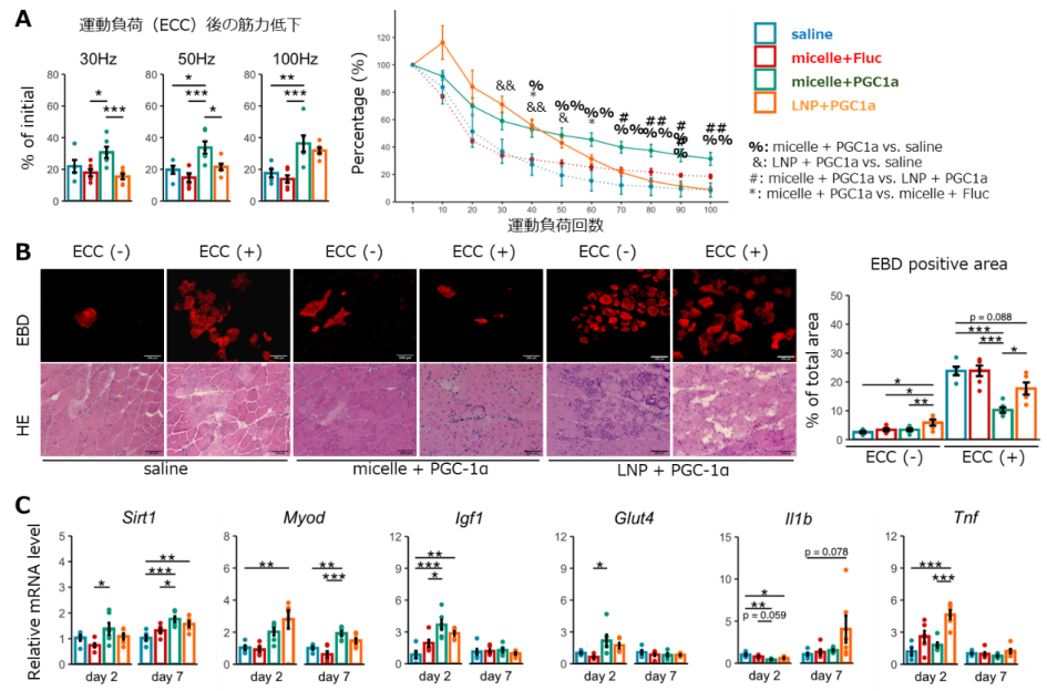 図3　PGC-1α mRNA投与による筋機能改善：（A）運動負荷（eccentric contraction: ECC）後も筋力低下が起きにくい （B）運動負荷後の筋組織傷害が減少する（Evans blue dye（EBD）染色：膜傷害の指標） （C）関連遺伝子の発現変化