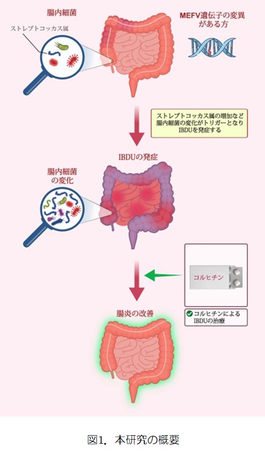 図1．本研究の概要