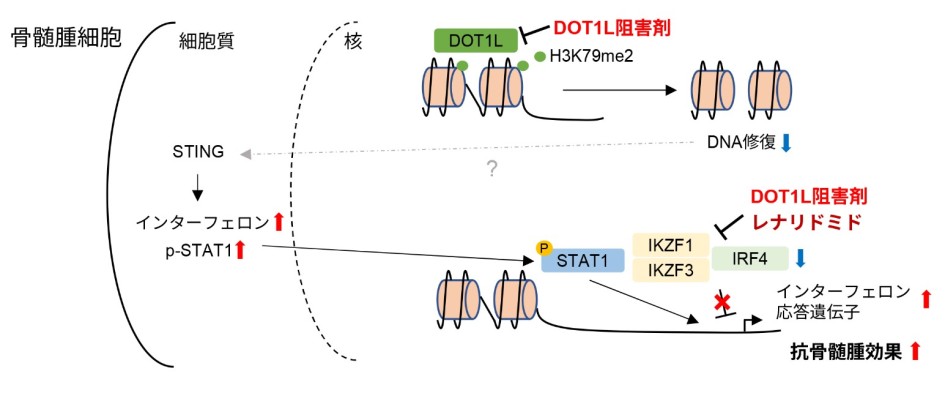 多発性骨髄腫におけるDOT1L阻害剤とレナリドミドの作用機序