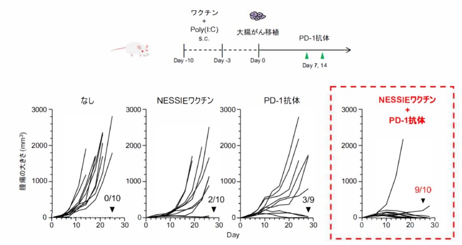 （図2)マウス腫瘍モデルを用 いたNESSIEネオ抗原ワクチンの腫瘍増殖抑制効果 検証