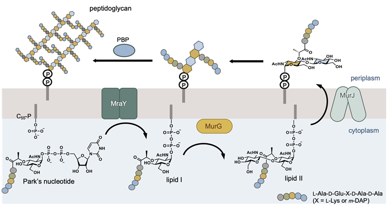 細菌細胞壁ペプチドグリカンの生合成の模式図