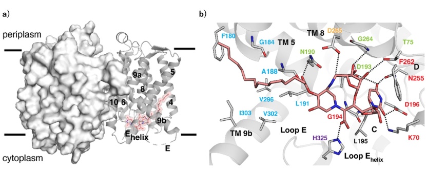 図3．SPM-1とMraYの複合体構造。a) 全体像。b) SPM-1と各種アミノ酸残基との相互作用様式