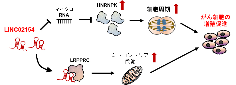 図1　：口腔がんにおけるLINC02154の働き