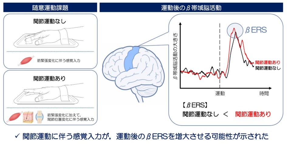 プレスリリース_小菅大学院生