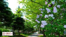 13．紫陽花の遊歩道