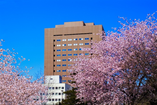 春の大学風景写真