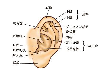 耳介の画像