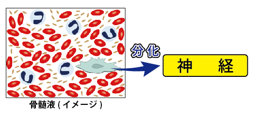 骨髄液のイメージ